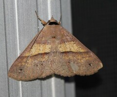 Ophyx eurrhoa