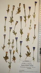 Gentianopsis detonsa nesophila
