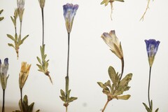 Gentianopsis detonsa nesophila
