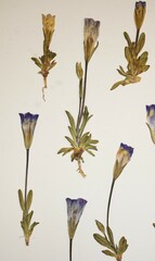 Gentianopsis detonsa nesophila