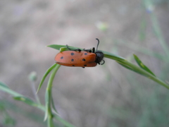 Mylabris crocata