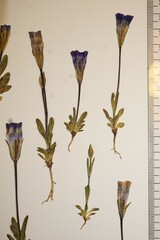 Gentianopsis detonsa nesophila