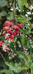 Paullinia