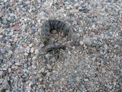 Cataglyphis aenescens
