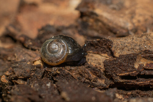 Oligolimax annularis