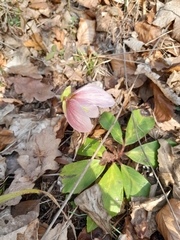 Helleborus