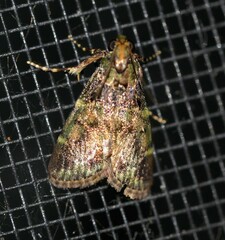 Orthaga atribasalis