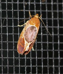 Hoplomorpha abalienella