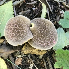 Boletus chrysenteron image