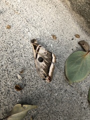 Saturnia pyretorum