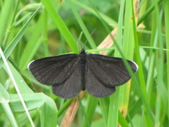 Odezia atrata