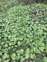 Petasites pyrenaicus