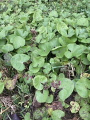 Petasites pyrenaicus