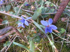 Viola canina