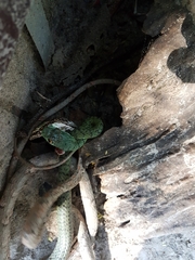 Thelotornis capensis