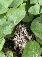 Petasites pyrenaicus