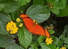 Dryas iulia