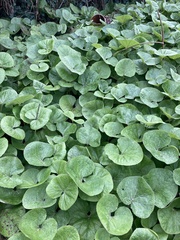 Petasites pyrenaicus