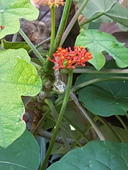 Thelotornis capensis