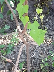 Thelotornis capensis