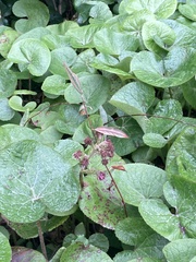 Petasites pyrenaicus