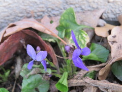 Viola canina