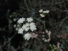 Seseli montanum