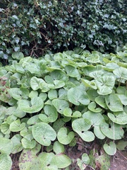 Petasites pyrenaicus