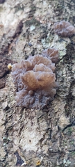 Tremellochaete