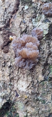 Tremellochaete