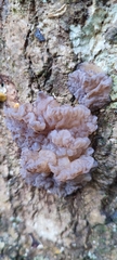 Tremellochaete