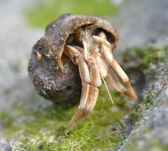 Pagurus bernhardus