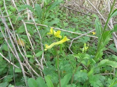 Corydalis micrantha