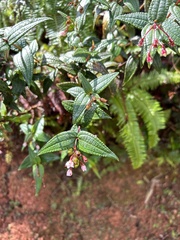Miconia crotonifolia