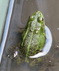 Pelophylax ridibundus