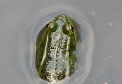 Pelophylax ridibundus