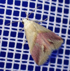 Eublemma cochylioides