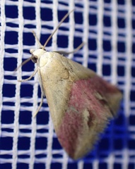 Eublemma cochylioides