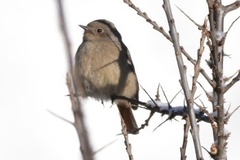 Phoenicurus erythrogastrus
