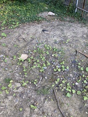 Petasites pyrenaicus