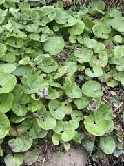 Petasites pyrenaicus