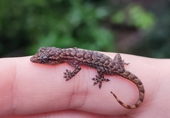 Hemidactylus agrius