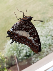Charaxes brutus
