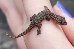 Hemidactylus agrius