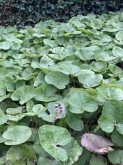 Petasites pyrenaicus