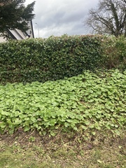 Petasites pyrenaicus