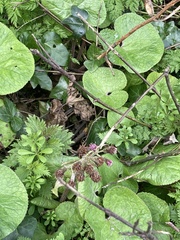 Petasites pyrenaicus