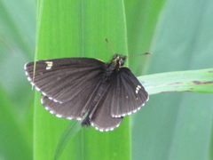 Heteropterus morpheus