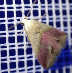 Eublemma cochylioides