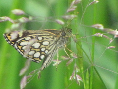 Heteropterus morpheus